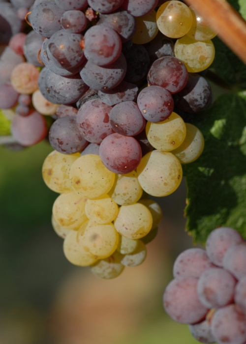 Farbmutation roter zu weissem Riesling ANT 1196